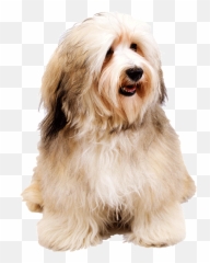 Download Small Dog Png - Havanese Dog,Dogs Png