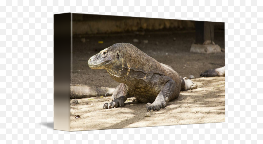 Dangerous Komodo Dragon Walking Around By Eduard Todikromo - Komodo Dragon Png,Komodo Dragon Png