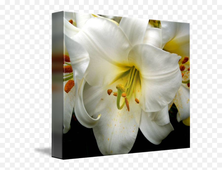 Easter Lily By I Love Flowers - Tiger Lily Png,Easter Lily Png