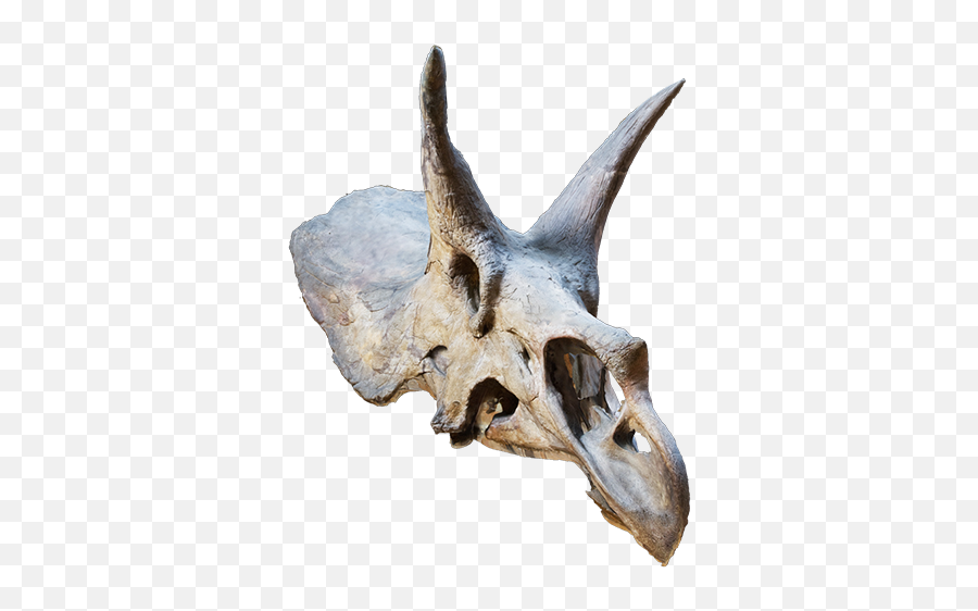 Activity Description - Animal Skeleton Png 3d,Dinosaur Skull Png