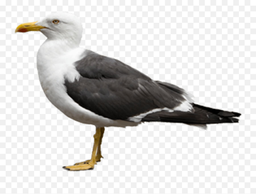 Gull Png Free Images Seagulls