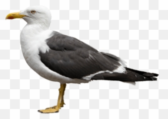 Gull Png Free Images Seagulls