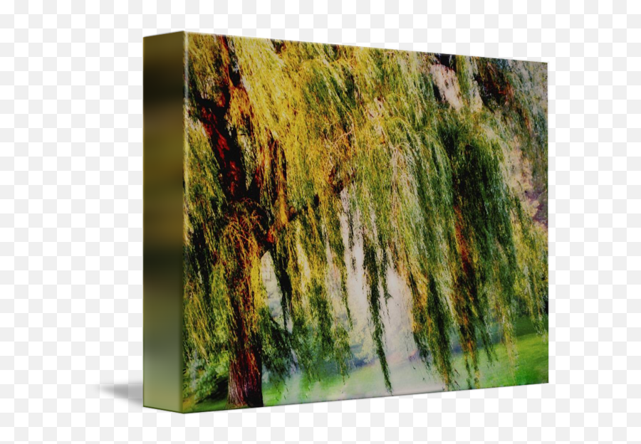 Weeping Willow Tree Ii - Weeping Willow Tree Painterly Monet Impressionist Dreams Png,Weeping Willow Png