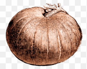 Free Printable Vintage Pumpkin - transparent background Botanical Illustration Black And White png
