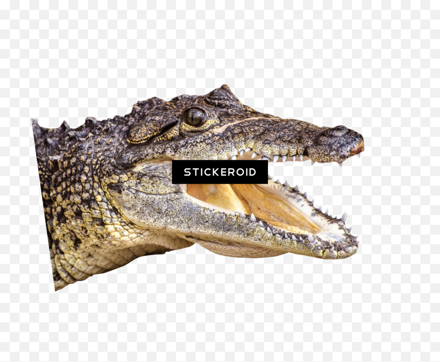 Download Hd Crocodile - American Crocodile Transparent Png Crocodiles,Crocodile Png