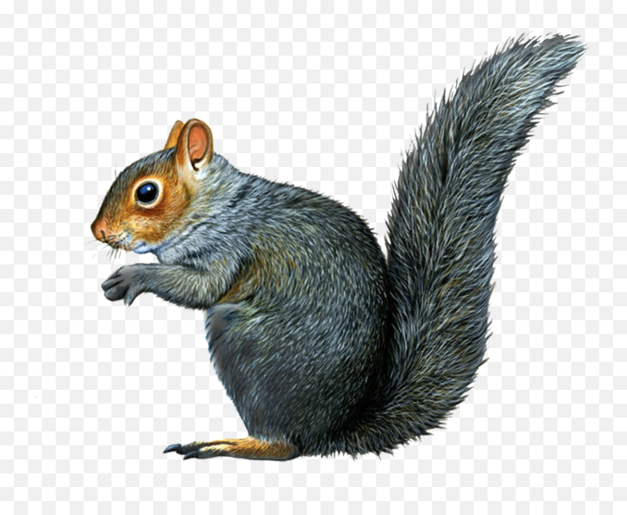 Squirrel - Gray Squirrel Drawing Png,Squirrel Transparent Background