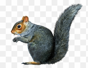 Squirrel - Gray Squirrel Drawing Png,Squirrel Transparent Background