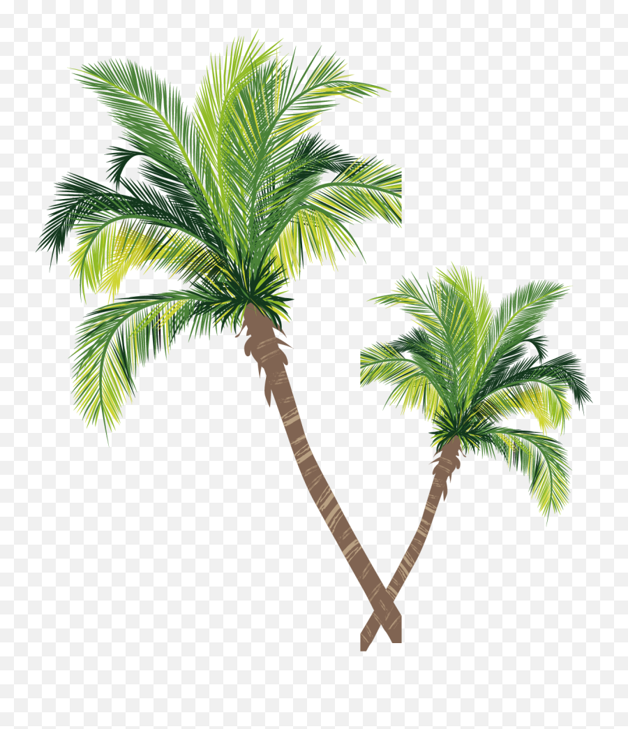 Download Coconut Material Tree Euclidean Vector Palm Asian - Coconut Tree Vector Free Download Png,Asian Png