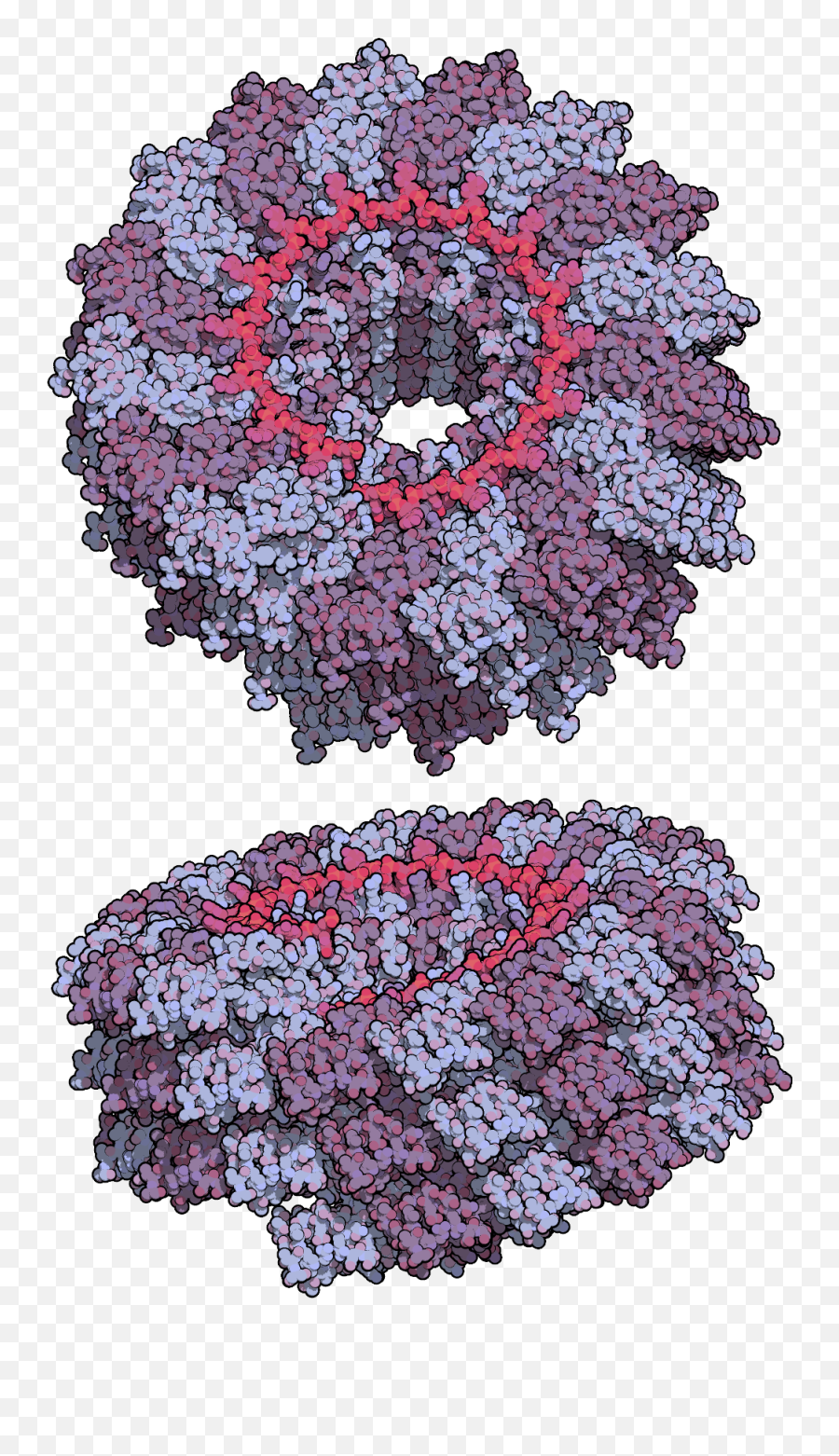 Filetobacco Mosaic Virus Tmv2png - Wikimedia Commons Tobacco Mosaic Virus Transparent,Virus Png