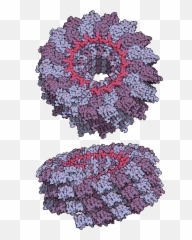 Filetobacco Mosaic Virus Tmv2png - Wikimedia Commons Tobacco Mosaic Virus Transparent,Virus Png