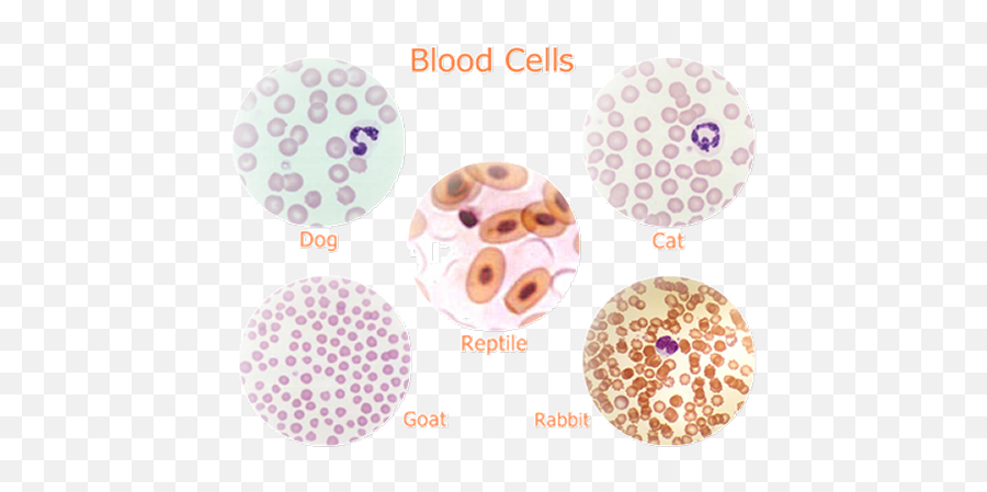 Download Notice That Reptilian Red Blood Cells Are Oval And - Red Blood Cells Of Reptilian Png,Red Oval Png