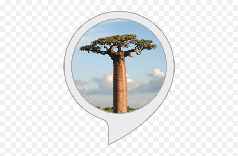 Amazoncom South African Meditations 1 Alexa Skills - Arvores Gigantes Do Mundo Png,African Tree Png