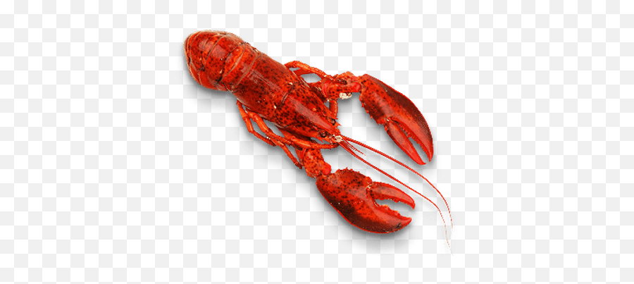 Lobster Transparent Png - Seafood Png,Lobster Png