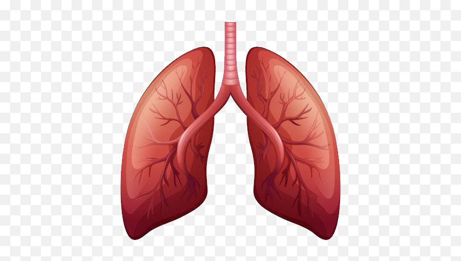 Lungs Png - Lung Png,Lung Png