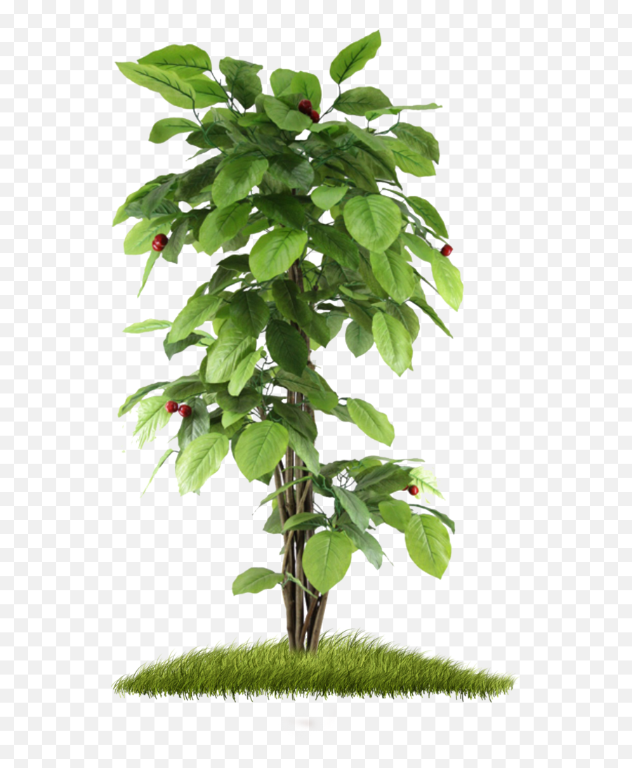 Small Tree Hd Png - Transparent Background Small Tree Png,Small Tree Png