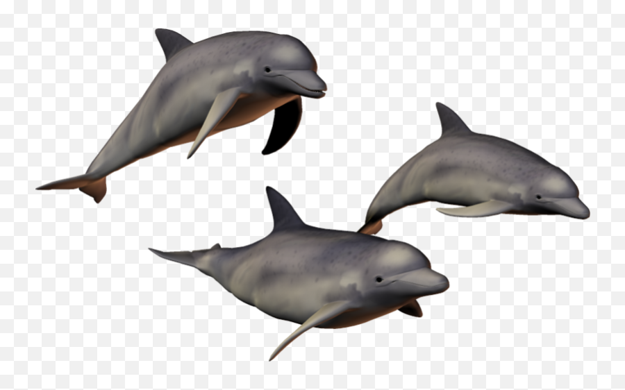 Background - Dolphin With Transparent Background Png,Dolphin Transparent Background