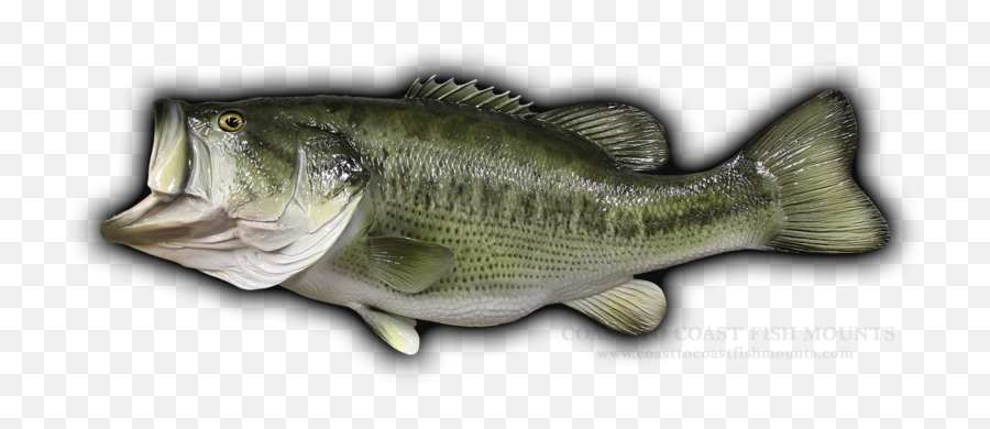 8 - Bass Fish Transparent Background Png,Largemouth Bass Png