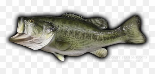 8 - Bass Fish Transparent Background Png,Largemouth Bass Png