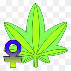 Feminized Cannabis Seeds - Hemp png