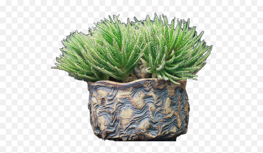 San Diego Cactus And Succulent Society - Vertical Png,Succulent Icon Transparent