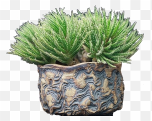 San Diego Cactus And Succulent Society - Vertical Png,Succulent Icon Transparent