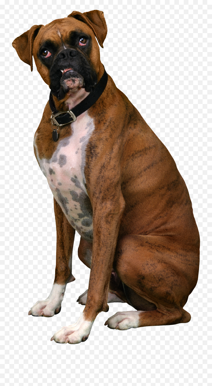 Download Free Boxer Dog Sitting Clipart Hq Icon Favicon - Boxer Dog Transparent Background Png,Boxer Icon