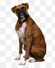 Download Free Boxer Dog Sitting Clipart Hq Icon Favicon - Boxer Dog Transparent Background Png,Boxer Icon
