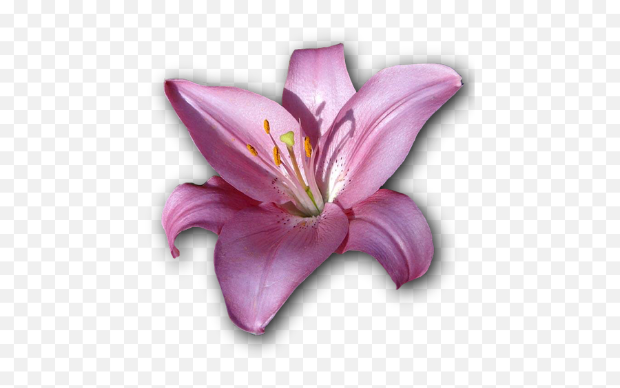 Laminated Poster Flower Violet Isolated Lily Png Print 24 X 36 - Purple Lily Flower Png,Easter Lily Png