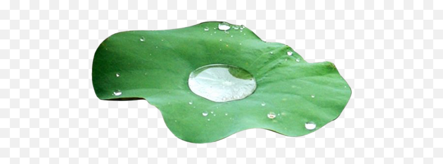 Download Free Water Drop Leaf Clipart Hq Icon Favicon - Leaf Water Drop Png,Drop Of Water Icon