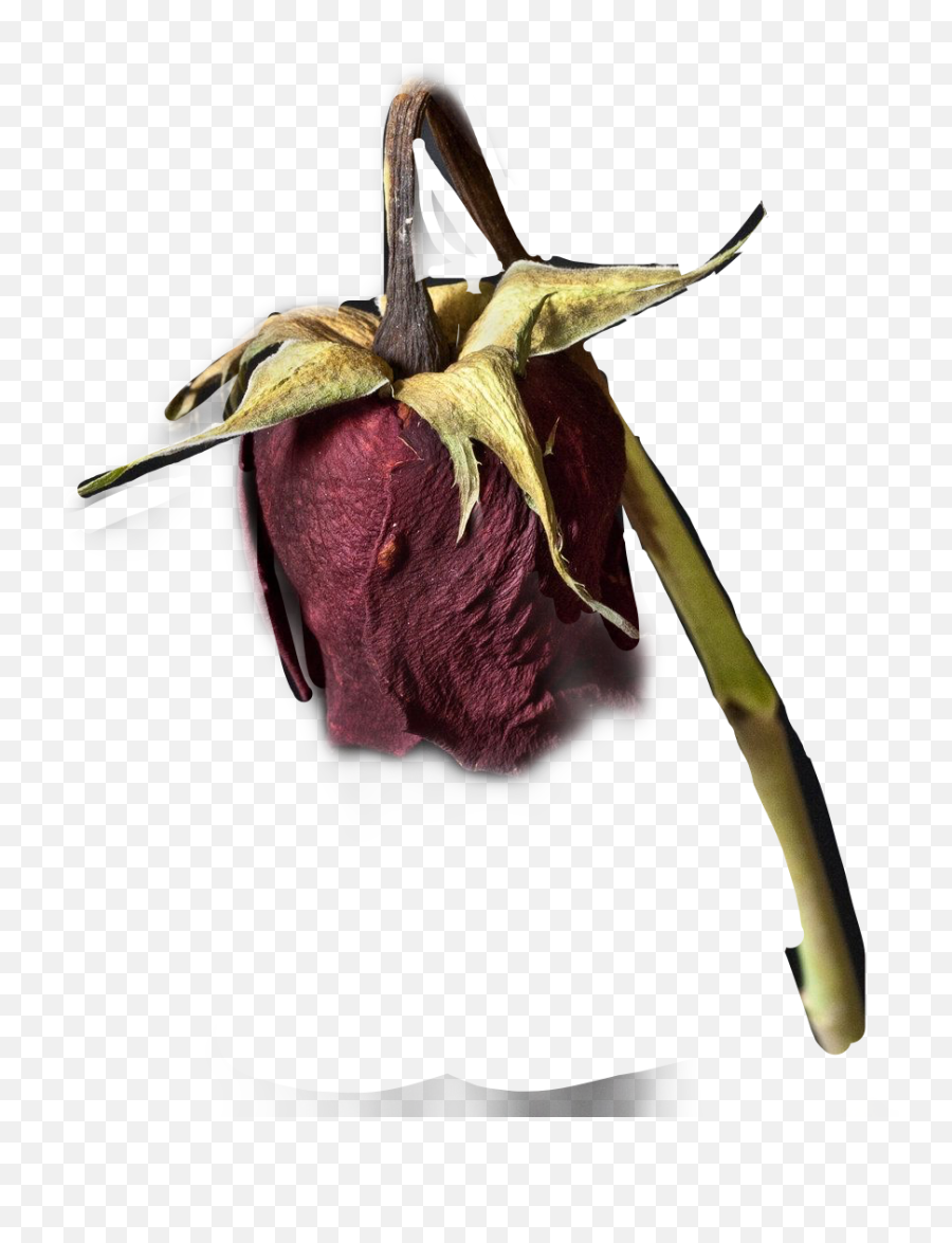 Roserosesdeadflowergetbent - Sticker By Punk Knight Dead Flower Png,Dead Flowers Png