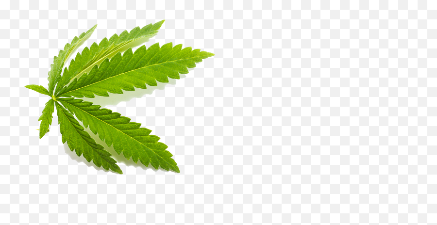 Medterra Cbd U2013 The Best Cannabis Product Line Review - Hemp Leaf Png,Cannabis Leaf Png