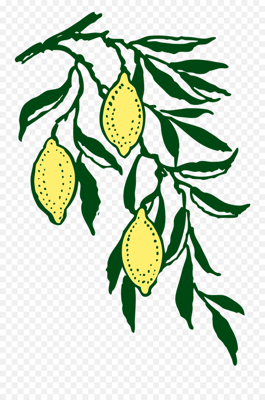 Free Lemons Clipart Graphics Images And Photos - Clip Art Of Lemons Png,Lemon Clipart Png