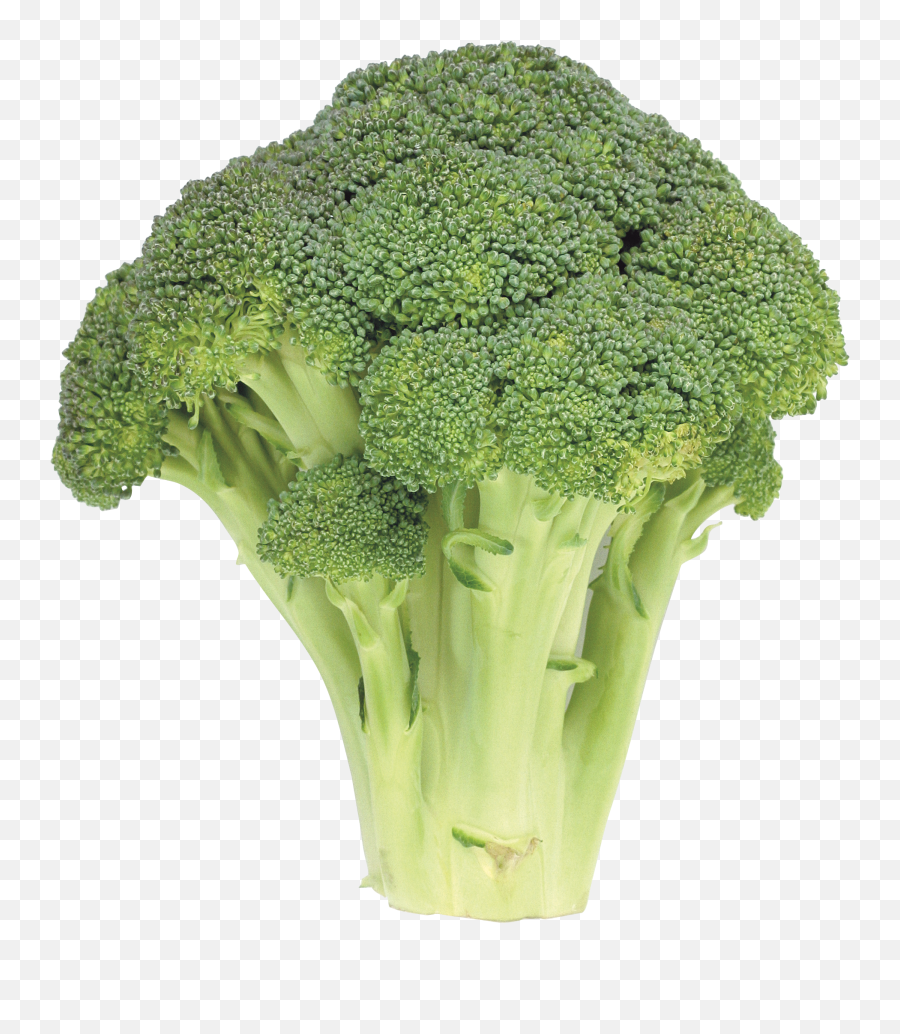 Broccoli Png Picture - Png Clipart Brocoli,Broccoli Transparent