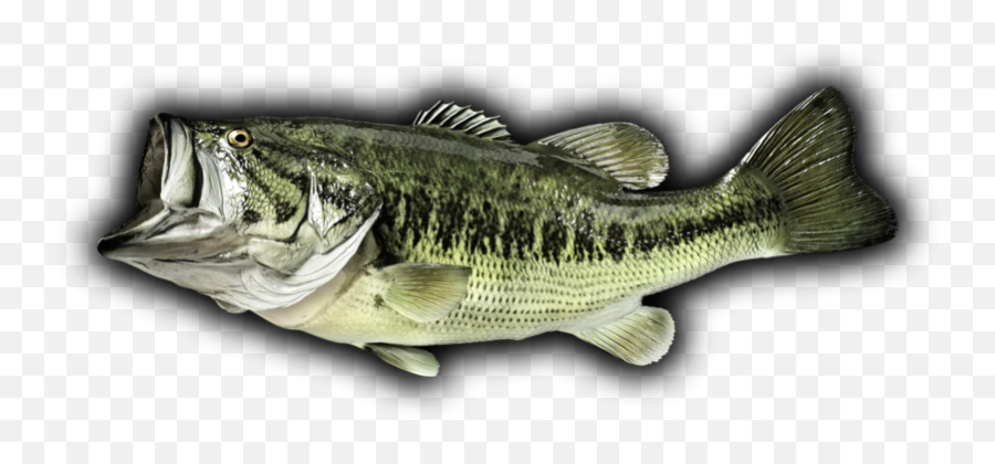 Bass Fish Black Background - Largemouth Bass Png,Bass Fish Png