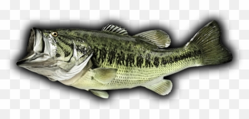 Bass Fish Black Background - Largemouth Png