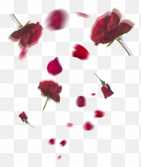Falling Rose Petals Png Transparent Hd Photo Mart - Roses Png