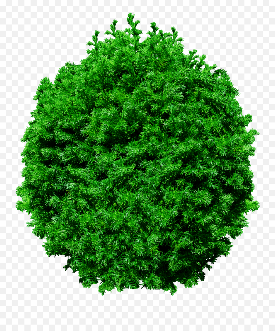 View Png Files Picture - Trees Top View,Grass Top View Png