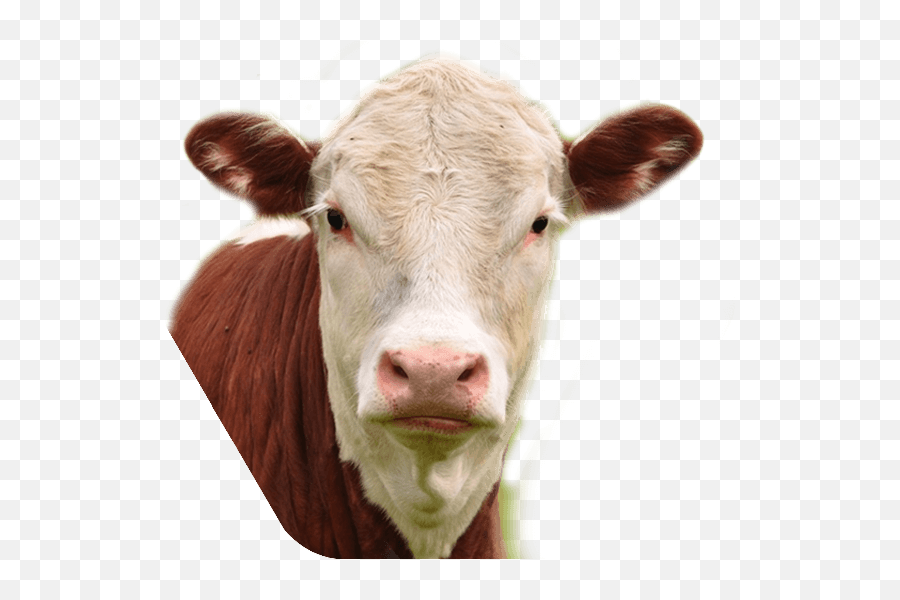 Holliston Cow Transparent Png - Sapi Muka Putih Tubuh Hitam,Cow Face Png