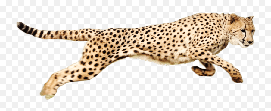 Transparent Cheetah Clipart - Cheetah Png,Chester Cheetah Png