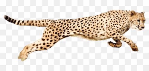 Transparent Cheetah Clipart - Cheetah Png,Chester Cheetah Png
