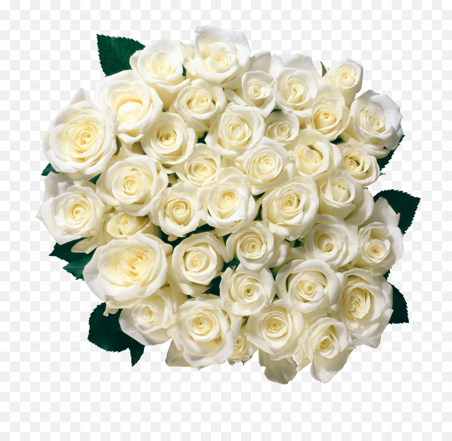Bouquet Of White Roses Transparent Png - White Roses Png,White Roses Png