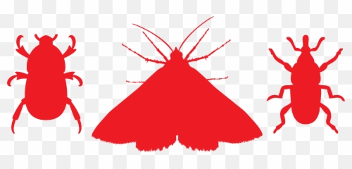 Stored Product Insects Png - Clip Art
