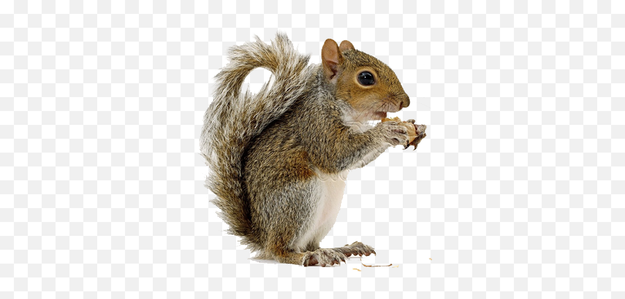 Squirrel High Quality Png - Transparent Background Squirrels Png,Squirrel Transparent Background