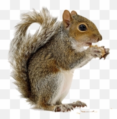 Squirrel High Quality Png - Transparent Background Squirrels Png,Squirrel Transparent Background