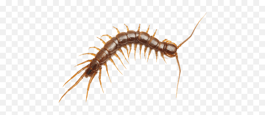 Centipedes - Centipede Clear Background Png,Centipede Png
