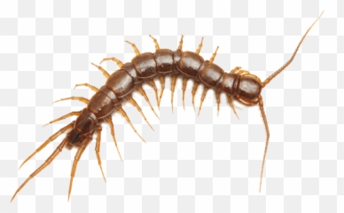 Centipedes - Centipede Clear Background Png,Centipede Png