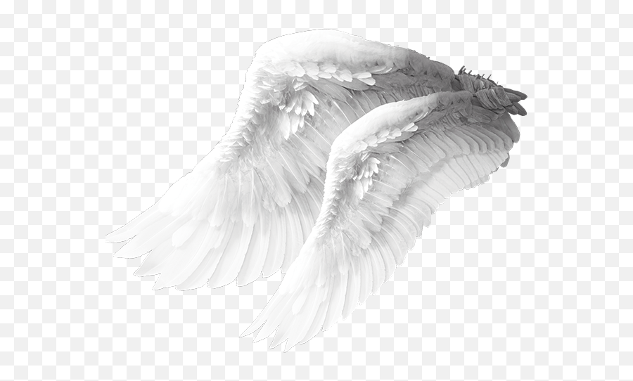 Angel Wing Columbidae Bird - Angel Wings Material Png Angel Wings Png,Angel Wings Transparent