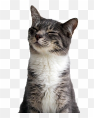 Free Transparent Funny Cat Png Images Page 1 Pngaaa Com