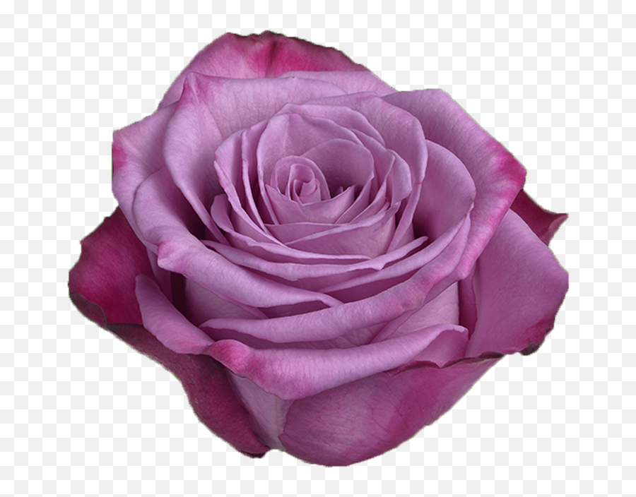 Moody Blue - Multicolor Purple Rose Rose Png,Purple Rose Png