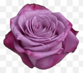 Moody Blue - Multicolor Purple Rose png